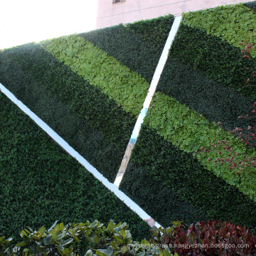 Customized fresh PE artificial plants green wall for privacy safety